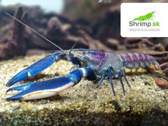 Rak Cherax sp. Blue Moon - samica, 15 cm