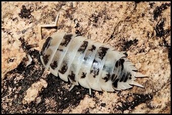 Isopod