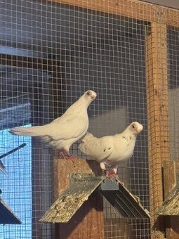 Budapeštiansky kratkozoby letun