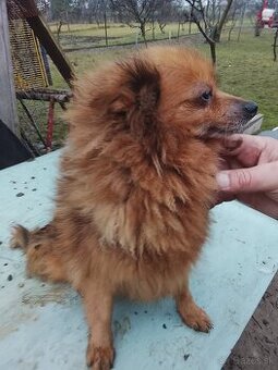 Predám spic nemecky