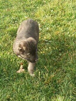 Predám nádherné šteniatko kaukazského ovčiaka