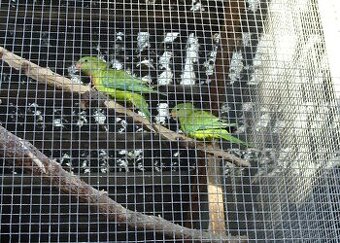 Papagáje nádherné - barabandy