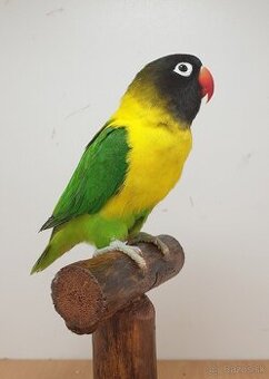 Agapornis škraboškovy