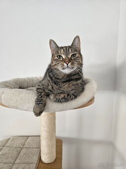 Nežná mačička LENKA hľadá domov