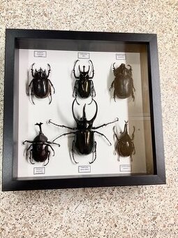 Chrobáky Nosorožce