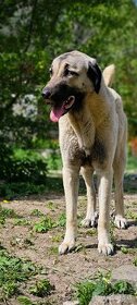 Kangalský pastevecký pes