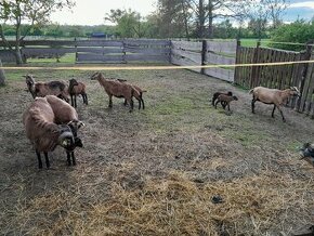 Predam Kamerunske ovce(len na reg.farmu)