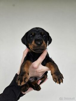Jagdterrier