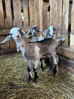 3male kozliatka