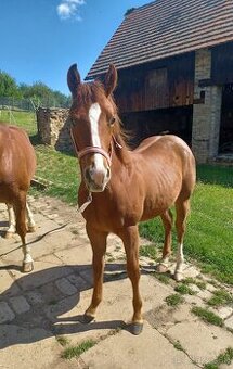 Quarter horse valášek 1rok