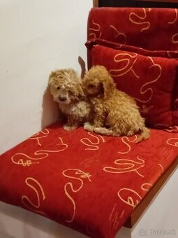 Maltipoo
