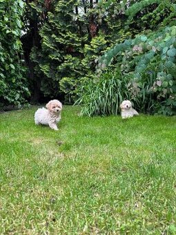 Maltipoo