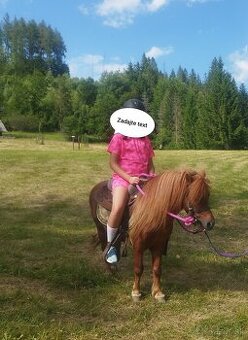 Shetland pony