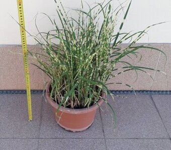 Ozdobnica čínska (Miscanthus) - GOLD BAR kultivar, 70 cm..