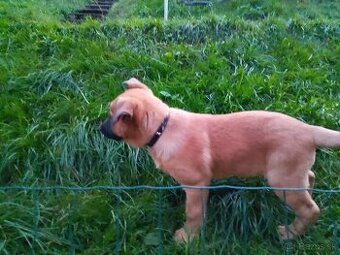 Belgický ovčiak-malinois bez PP