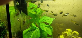 Guppy mix a prísavníky Ancistrus