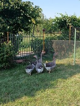 Predám pár Landeskych husí