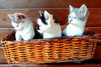 Krásne mačiatka, kříženci britskej modrej