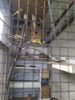 Predám zdravé andulky a zebričky – ročník 2025