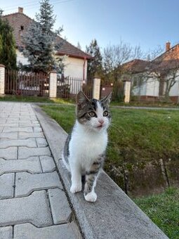 Darujem 4-mesačného kocúrika