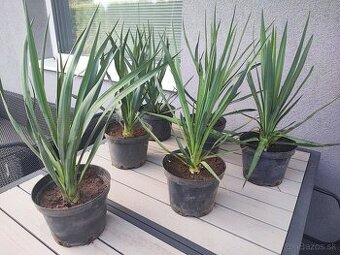 Predám krásne palmy - Juka Gloriosa