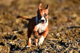 Psík Americký stafordšírsky teriér s pp