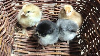 Kuriatka - brahmanka