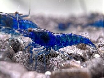Krevetky Neocaridina Davidi Blue Dream
