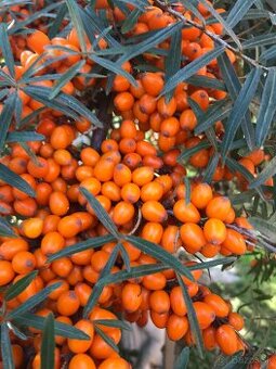 Predám RAKYTNÍK REŠETLIAKOVÝ, ker