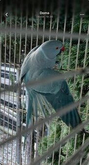 Alexander malý samička