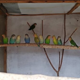 Agapornis Ruzovohrdly - mladé 2025