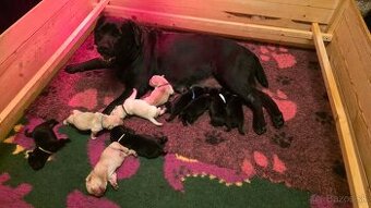 Labrador retriever - šteniatka