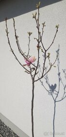 Magnolia Soulangeana 195cm