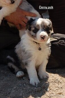 šteniatko Border kólie - blue merle psík