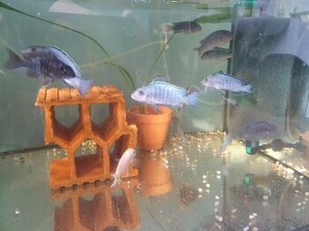 Predám pseudotropheus  socolofi