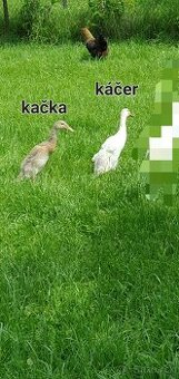 Indické bežce, indický bežec , kačka, kačky