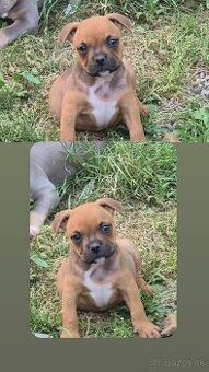American bully