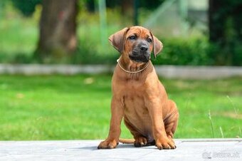 Štěňátko rhodéského ridgebacka - pes s PP
