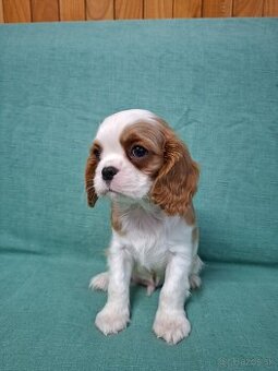Cavalier kavalier king charles spaniel