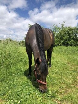 Predám kobylu AQH