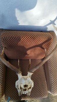 Predám trofej jeleňa, parožie zhody trofeje.