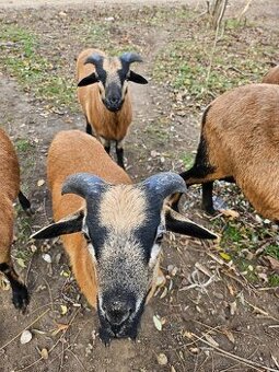 Predam kamerunske ovce