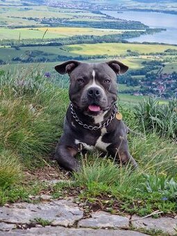 Americký stafordšírsky terier - krytie - 1