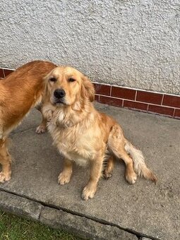 Zlaty Retriever