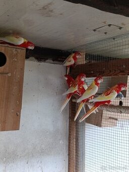 Rosela pestrá rubino