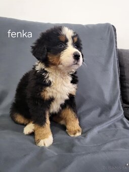Bernský salašnícky pes-šteniatka na predaj