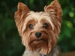 Maltezak fenka♥️