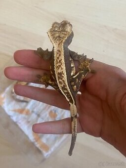 krist.kalis_cresties 2 samičky na predaj