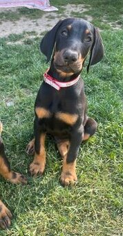 Doberman šteniatka