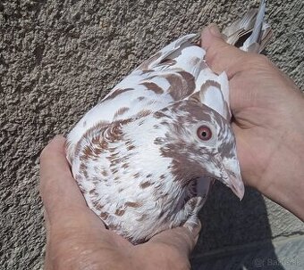 Predám poštové holuby Meulemans, Heremans, Gaston